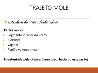TRAJETO MOLE
Estende-se do útero à fenda vulvar .
Partes moles:
1. Segmento inferior do utero;
2. Cérvice;
3. Vagina;
4. Região vulvoperineal;
É sustentada pela cintura óssea (peq. bacia ou escavação)
 
