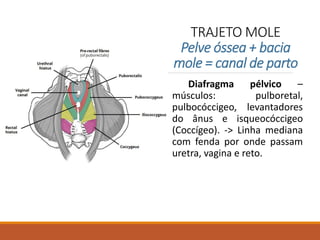 TRAJETO MOLE
Pelve óssea + bacia
mole = canal de parto
Diafragma pélvico –
músculos: pulboretal,
pulbocóccigeo, levantadores
do ânus e isqueocóccigeo
(Coccígeo). -> Linha mediana
com fenda por onde passam
uretra, vagina e reto.
 