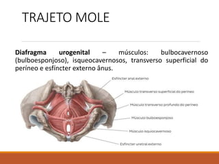 TRAJETO MOLE
Diafragma urogenital – músculos: bulbocavernoso
(bulboesponjoso), isqueocavernosos, transverso superficial do
períneo e esfíncter externo ânus.
 