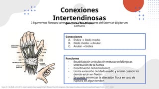 Comprehensive Overview of the Hand Extensor Mechanism: Anatomy ...