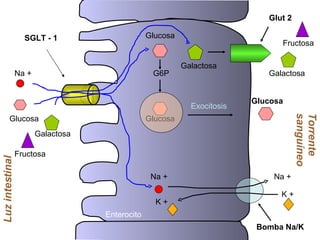 Na + Glucosa Luz intestinal SGLT - 1 Glucosa Na + G6P Glucosa Exocitosis Glucosa Enterocito Torrente sanguíneo Galactosa Galactosa Glut 2 Galactosa Na + K + K + Bomba Na/K Fructosa Fructosa 