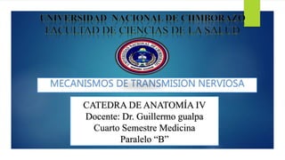 CATEDRA DE ANATOMÍA IV
Docente: Dr. Guillermo gualpa
Cuarto Semestre Medicina
Paralelo “B”
 