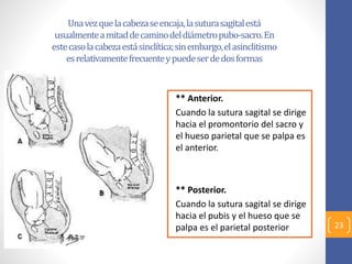 Unavezquelacabezaseencaja,lasuturasagitalestá
usualmenteamitaddecaminodeldiámetropubo-sacro.En
estecasolacabezaestásinclítica;sinembargo,elasinclitismo
esrelativamentefrecuenteypuedeserdedosformas
** Anterior.
Cuando la sutura sagital se dirige
hacia el promontorio del sacro y
el hueso parietal que se palpa es
el anterior.
** Posterior.
Cuando la sutura sagital se dirige
hacia el pubis y el hueso que se
palpa es el parietal posterior 23
 