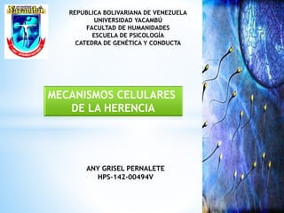 REPUBLICA BOLIVARIANA DE VENEZUELA 
UNIVERSIDAD YACAMBÚ 
FACULTAD DE HUMANIDADES 
ESCUELA DE PSICOLOGÍA 
CATEDRA DE GENÉTICA Y CONDUCTA 
MECANISMOS CELULARES 
DE LA HERENCIA 
ANY GRISEL PERNALETE 
HPS-142-00494V 
 