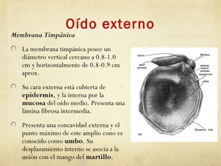 Oído externo
Membrana Timpánica
La membrana timpánica posee un
diámetro vertical cercano a 0.8-1.0
cm y horizontalmente de 0.8-0.9 cm
aprox.
Su cara externa está cubierta de
epidermis, y la interna por la
mucosa del oído medio. Presenta una
lámina fibrosa intermedia.
Presenta una concavidad externa y el
punto máximo de este amplio cono es
conocido como umbo. Su
desplazamiento interno se asocia a la
unión con el mango del martillo.
 