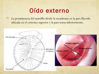 Oído externo
La prominencia del martillo divide la membrana en la pars fláccida
ubicada en el extremo superior y la pars tensa inferiormente.
 