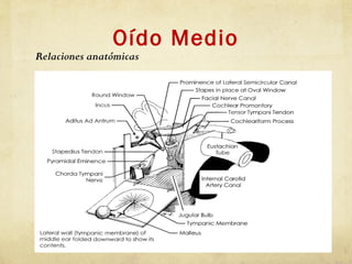 Oído Medio
Relaciones anatómicas
 