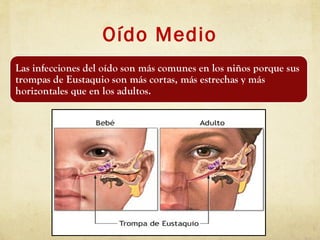 Oído Medio
 