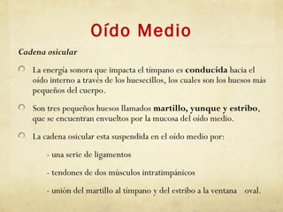 Oído Medio
Cadena osicular
La energía sonora que impacta el tímpano es conducida hacia el
oído interno a través de los huesecillos, los cuales son los huesos más
pequeños del cuerpo.
Son tres pequeños huesos llamados martillo, yunque y estribo,
que se encuentran envueltos por la mucosa del oído medio.
La cadena osicular esta suspendida en el oído medio por:
- una serie de ligamentos
- tendones de dos músculos intratimpánicos
- unión del martillo al tímpano y del estribo a la ventana oval.
 