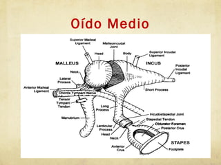 Oído Medio
 