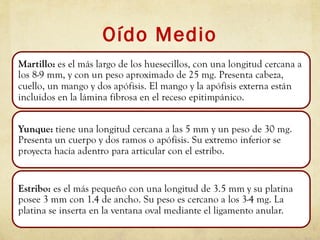Oído Medio
 
