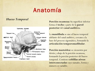 Anatomía
Porción escamosa: Su superficie inferior
forma el techo y parte de la pared
posterior del canal auditivo.
La mandíbula se une al hueso temporal
adelante del canal auditivo, cercano a la
base del proceso zigomático, formando la
articulación temporomadibular.
Porción mastoidea: se encuentra por
detrás y abajo de la porción escamosa,
formando la porción posterior del hueso
temporal. Contiene celdillas aéreas
interconectadas cuyo tamaño, forma y
número es variable.
Hueso Temporal
 