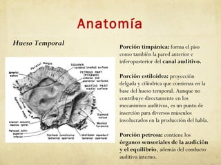 Anatomía
Porción timpánica: forma el piso
como también la pared anterior e
inferoposterior del canal auditivo.
Porción estiloidea: proyección
delgada y cilíndrica que comienza en la
base del hueso temporal. Aunque no
contribuye directamente en los
mecanismos auditivos, es un punto de
inserción para diversos músculos
involucrados en la producción del habla.
Porción petrosa: contiene los
órganos sensoriales de la audición
y el equilibrio, además del conducto
auditivo interno.
Hueso Temporal
 