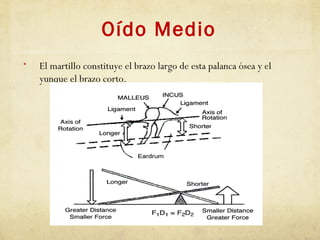Oído Medio
• El martillo constituye el brazo largo de esta palanca ósea y el
yunque el brazo corto.
 
