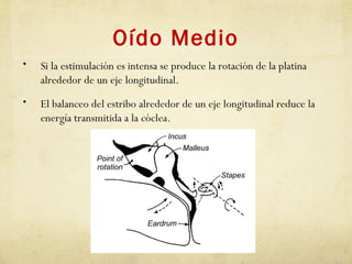 Oído Medio
• Si la estimulación es intensa se produce la rotación de la platina
alrededor de un eje longitudinal.
• El balanceo del estribo alrededor de un eje longitudinal reduce la
energía transmitida a la cóclea.
 