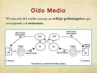 Oído Medio
•El músculo del estribo ejecuta un reflejo polisináptico que
corresponde a 4 neuronas.
 