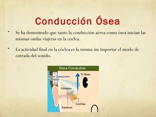 Conducción Ósea
• Se ha demostrado que tanto la conducción aérea como ósea inician las
mismas ondas viajeras en la cóclea.
• La actividad final en la cóclea es la misma sin importar el modo de
entrada del sonido.
 