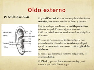 Oído externo
El pabellón auricular es una irregularidad de forma
ovoidea, sumamente variable en forma y tamaño.
Está formado por una lámina de cartílago elástico
cubierta por piel. Presenta algunos músculos
indiferenciados los cuales son de naturaleza vestigial en
el humano.
Presenta cierto número de depresiones, la más
profunda recibe el nombre de concha, que al igual
que el conducto auditivo externo, contiene glándulas
sebáceas.
El borde, que demarca el contorno del pabellón, se
denomina hélix.
El lóbulo, que esta desprovisto de cartílago, está
formado por tejido fibroso y grasa.
Pabellón Auricular
 