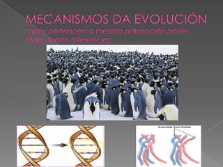 MECANISMOS DA EVOLUCIÓNTodos pertencen á mesmapoboaciónporén todos teñen diferencias. 