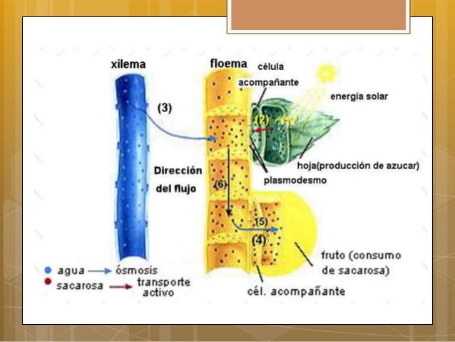 Mecanismos de absorción de agua en las plantas