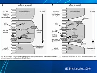 (E. Brot-Laroche, 2005)
 