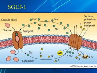 SGLT-1
 