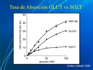 Tasa de Absorción GLUT vs SGLT
(Kellett y Helliwell, 2000)
 