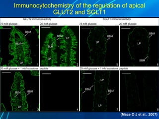Immunocytochemistry of the regulation of apical
GLUT2 and SGLT1
(Mace O J et al., 2007)
 