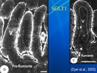 SGLT1
(Dyer et al., 2003)
Pre-Rumiante
Rumiante
 