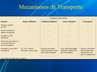 Mecanismos de Transporte
 