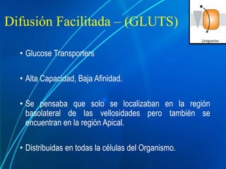 Difusión Facilitada – (GLUTS)
• Glucose Transporters
• Alta Capacidad, Baja Afinidad.
• Se pensaba que solo se localizaban en la región
basolateral de las vellosidades pero también se
encuentran en la región Apical.
• Distribuidas en todas la células del Organismo.
 