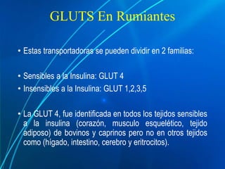GLUTS En Rumiantes
• Estas transportadoras se pueden dividir en 2 familias:
• Sensibles a la Insulina: GLUT 4
• Insensibles a la Insulina: GLUT 1,2,3,5
• La GLUT 4, fue identificada en todos los tejidos sensibles
a la insulina (corazón, musculo esquelético, tejido
adiposo) de bovinos y caprinos pero no en otros tejidos
como (hígado, intestino, cerebro y eritrocitos).
 