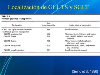 Localización de GLUTS y SGLT
(Seino et al, 1990)
 