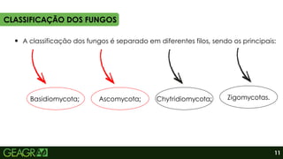 Basidiomycota;
A classificação dos fungos é separado em diferentes filos, sendo os principais:
CLASSIFICAÇÃO DOS FUNGOS
11
Ascomycota; Chytridiomycota; Zigomycotas.
 