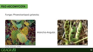Fungo: Phaeoisariopsis griseola;
Mancha-Angular.
FILO ASCOMYCOTA
Fonte: Embrapa, 2018.
12
 