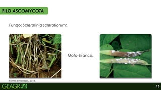 Mofo-Branco.
FILO ASCOMYCOTA
Fungo: Sclerotinia sclerotiorum;
Fonte: Embrapa, 2018.
13
 