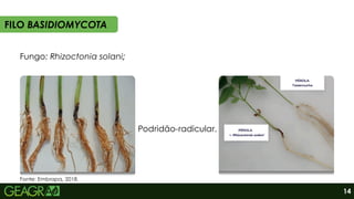 Fungo: Rhizoctonia solani;
Podridão-radicular.
Fonte: Embrapa, 2018.
FILO BASIDIOMYCOTA
14
 
