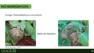 Fungo: Thanatephorus cucumeris;
Mela do feijoeiro.
FILO BASIDIOMYCOTA
Fonte: Embrapa, 2018.
15
 