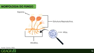 Estrutura Reprodutiva.
Esporos.
Micélios.
Hifas.
MORFOLOGIA DO FUNGO
Fonte: Canva, 2025.
16
 