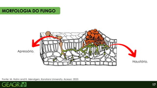 Fonte: M. Hahn and K. Mendgen, Konstanz University. Acesso: 2025
Apressório.
Haustório.
MORFOLOGIA DO FUNGO
17
 