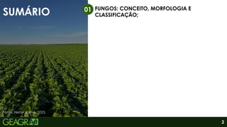 SUMÁRIO FUNGOS: CONCEITO, MORFOLOGIA E
CLASSIFICAÇÃO;
01
2
Fonte: Heitor Jaime, 2025.
 