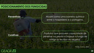 Preventivos Atuam como uma barreira química
entre o hospedeiro e o patógeno.
Curativos
POSICIONAMENTO DOS FUNGICIDAS
Produtos que possuem capacidade de
penetrar na planta e impedir o fungo de
atingir os tecidos do vegetal.
Fonte: Canva, 2025.
20
 