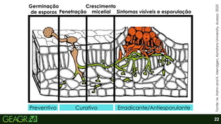 Fonte:
M.
Hahn
and
K.
Mendgen,
Konstanz
University.
Acesso:
2025
Preventivo
Germinação
de esporos Penetração
Crescimento
Sintomas vísiveis e esporulação
Curativo Erradicante/Antiesporulante
micelial
22
 