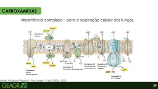 Importância complexo II para a respiração celular dos fungos.
Fonte: Fisiologia Vegetal - Taiz; Zeiger - 5 ed. (2013), 2025.
CARBOXAMIDAS
39
 