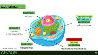 MULTISSÍTIOS
Núcleo
Retículo
endoplasmático
Ribossomos
Multissítios
Membrana Plasmática
Triazóis
Triazolintione
Mitocôndria
Estrobilurinas
Carboxamidas
Multissítios
Multissítios
Multissítios
Multissítios
47
Fonte: Canva, 2025.
 