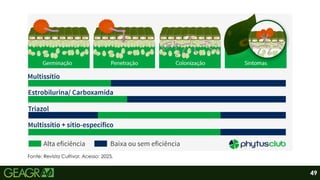 Fonte: Revista Cultivar. Acesso: 2025.
49
 