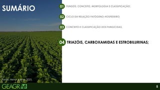 SUMÁRIO
FUNGOS: CONCEITO, MORFOLOGIA E CLASSIFICAÇÃO;
01
CICLO DA RELAÇÃO PATÓGENO-HOSPEDEIRO;
02
CONCEITO E CLASSIFICAÇÃO DOS FUNGICIDAS;
03
TRIAZÓIS, CARBOXAMIDAS E ESTROBILURINAS;
04
5
Fonte: Heitor Jaime, 2025.
 