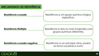 MECANISMOS DE RESISTÊNCIA
Resistência à dois ou mais fungicidas com
grupos químicos diferentes;
Resistência a um grupo químico fúngico
específico;
54
Resistência a um princípio ativo, porém
se torna suscetível a outro.
Resistência cruzada
Resistência cruzada negativa
Resistência Múltipla
 