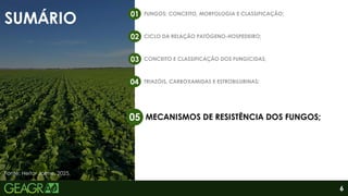 SUMÁRIO
FUNGOS: CONCEITO, MORFOLOGIA E CLASSIFICAÇÃO;
01
CICLO DA RELAÇÃO PATÓGENO-HOSPEDEIRO;
02
CONCEITO E CLASSIFICAÇÃO DOS FUNGICIDAS;
03
TRIAZÓIS, CARBOXAMIDAS E ESTROBILURINAS;
04
MECANISMOS DE RESISTÊNCIA DOS FUNGOS;
05
6
Fonte: Heitor Jaime, 2025.
 