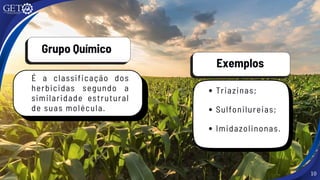 10
Grupo Químico
É a classificação dos
herbicidas segundo a
similaridade estrutural
de suas molécula.
Exemplos
Triazinas;
Sulfonilureias;
Imidazolinonas.
 
